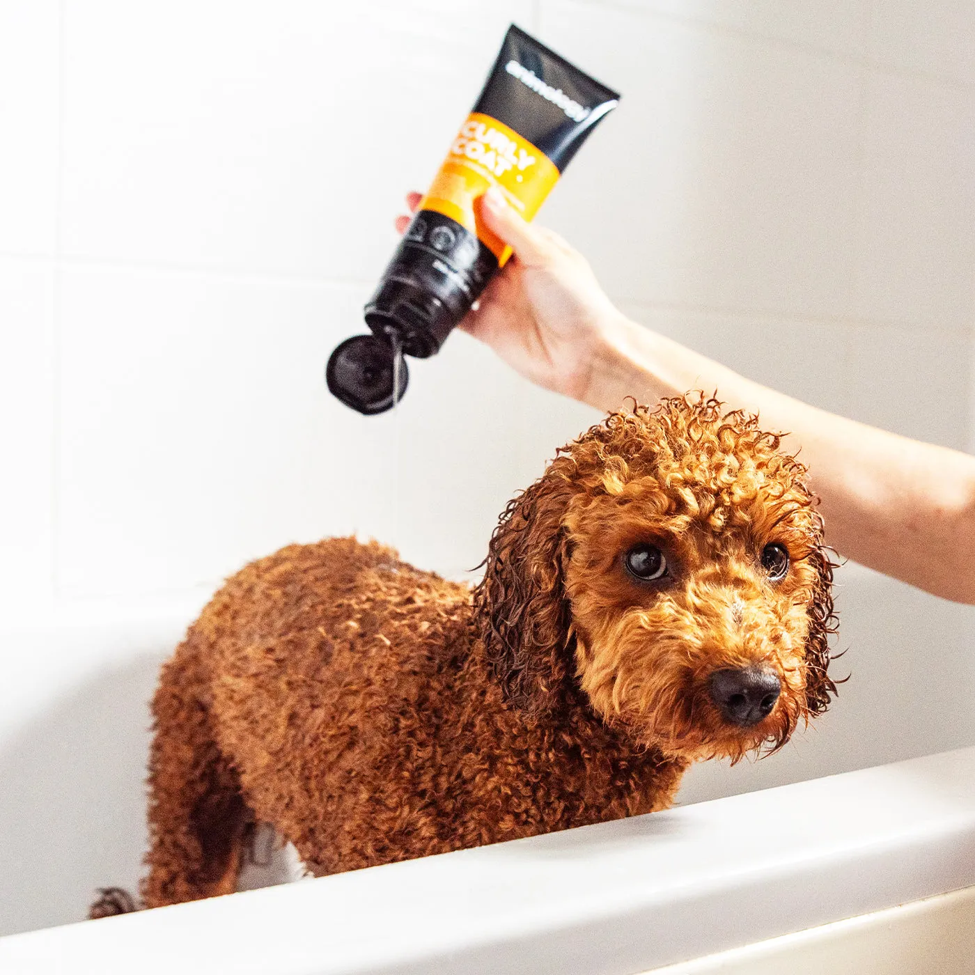 Animology Curly Coat Dog Shampoo